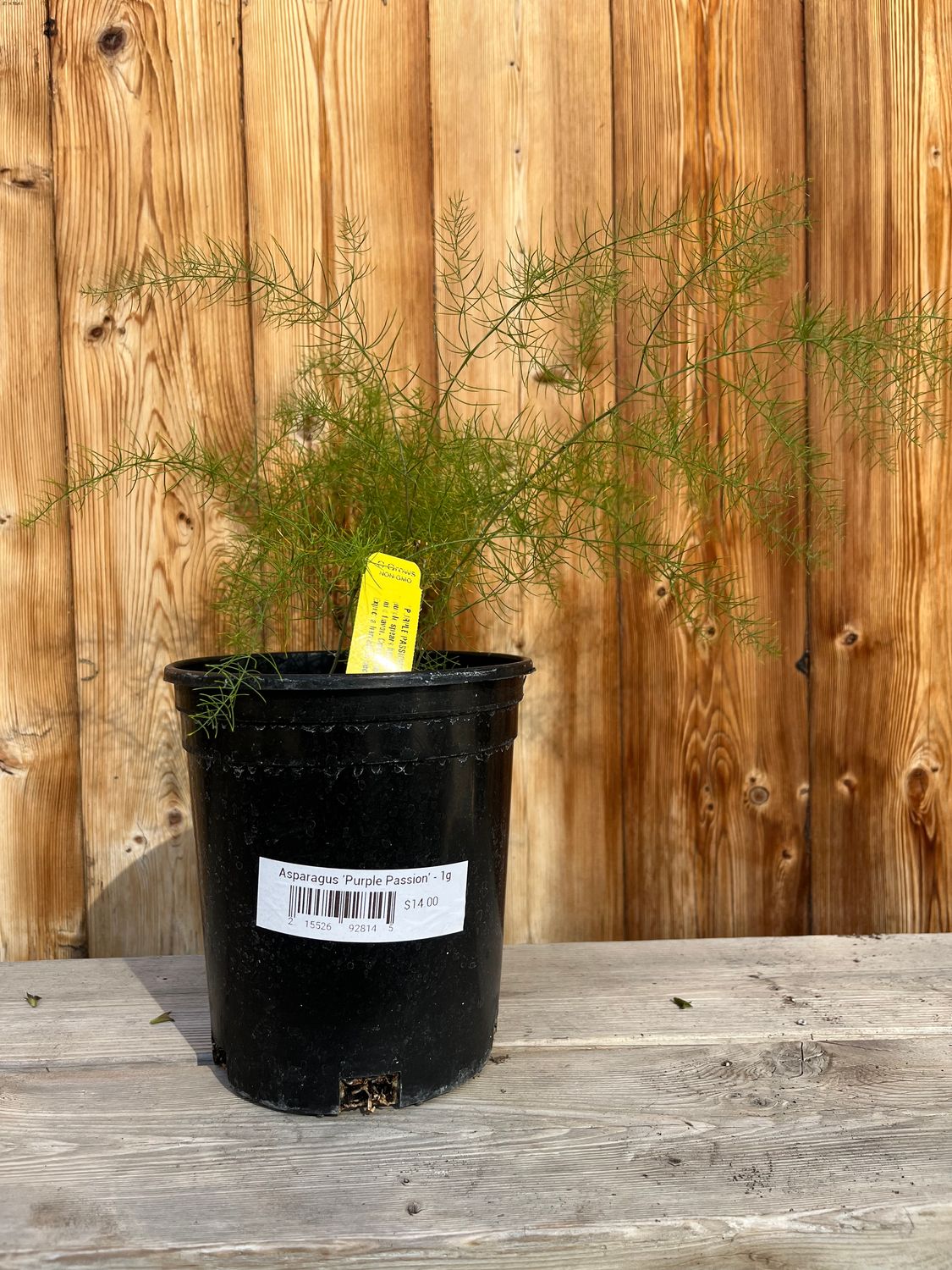 Asparagus &#39;Purple Passion&#39; - 1g
