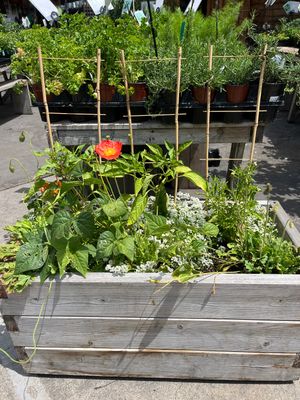 Stakes, Cages, Trellis &amp; Supports