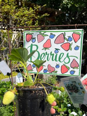 BERRIES, FRUIT TREES, VINES