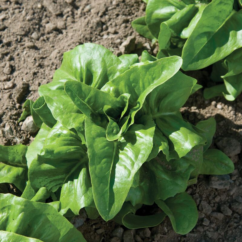 Bibb Lettuce &#39;Deer Tongue&#39; OG - 6pk
