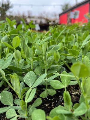 Beans &amp; Peas