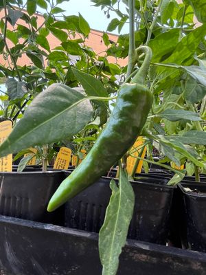 Peppers