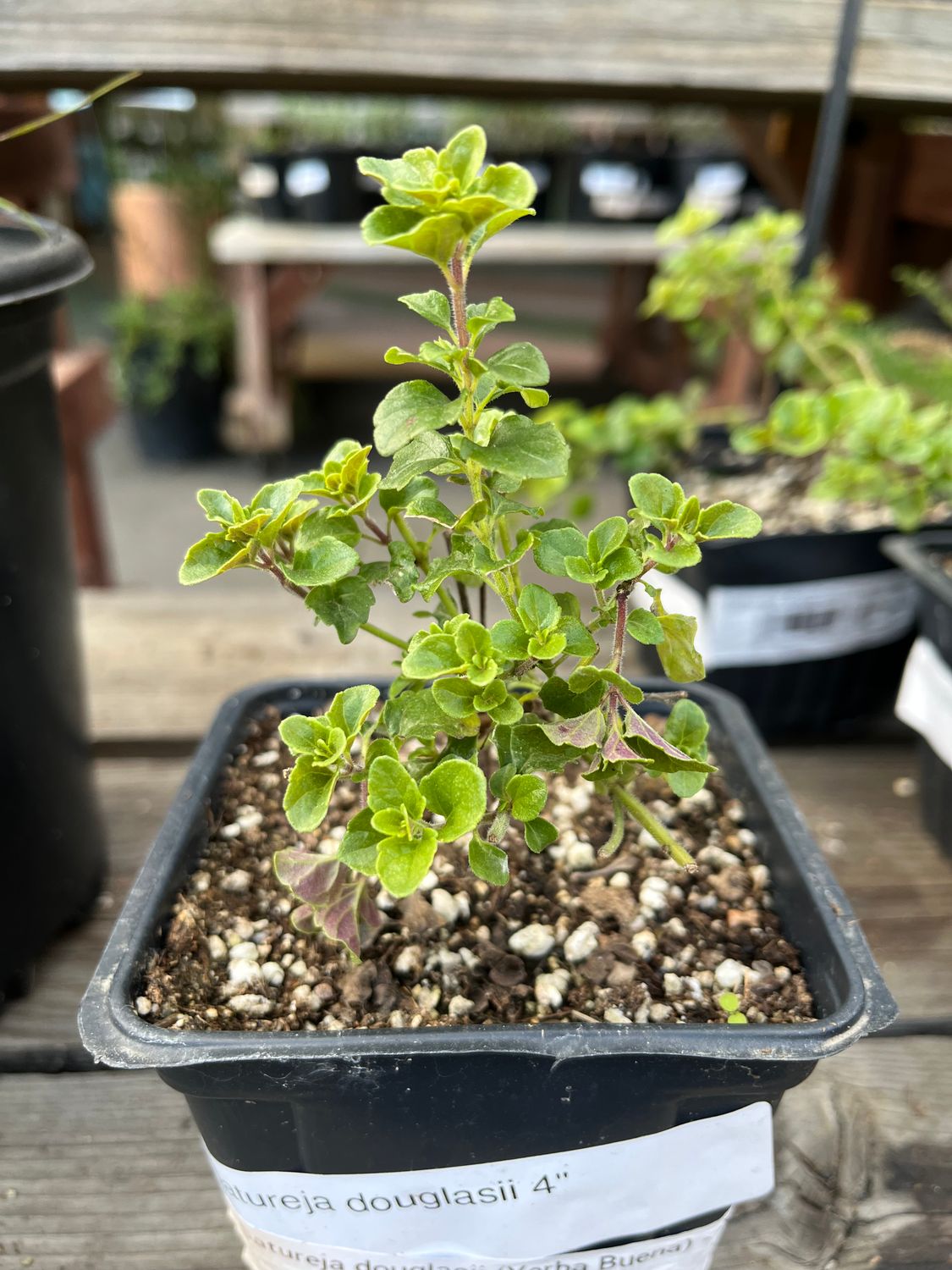 Satureja douglasii (Yerba Buena) - 4&quot;