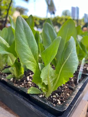 Leafy Greens