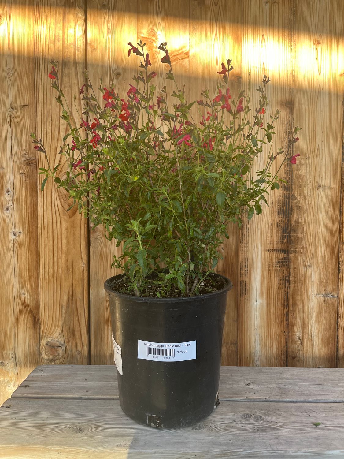 Salvia greggii &#39;Radio Red&#39; - 2gal