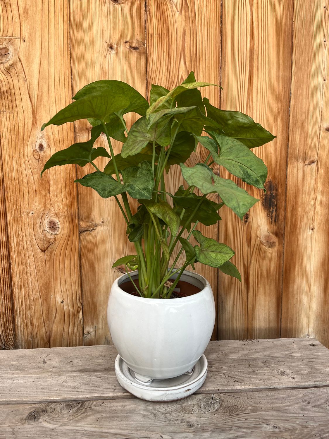 6&quot; Gerbera Planter &amp; Saucer - White Rose