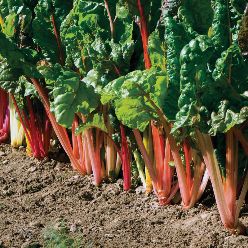 Swiss Chard &#39;Bright Lights&#39; - 4&quot; (CG)