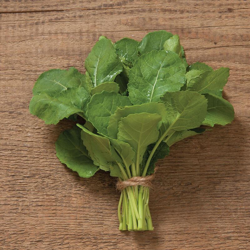 Mustard &#39;Amara&#39; (Ethiopian Kale) - 4&quot; (CG)