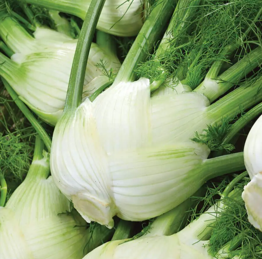 Fennel &#39;Florence&#39; - 4&quot;