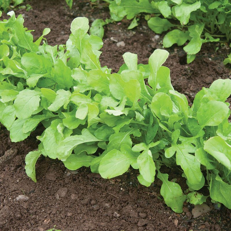 Arugula - 4&quot;