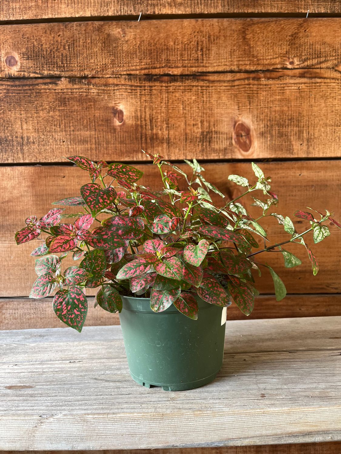 Hypoestes &#39;Splash Red&#39; - 6in