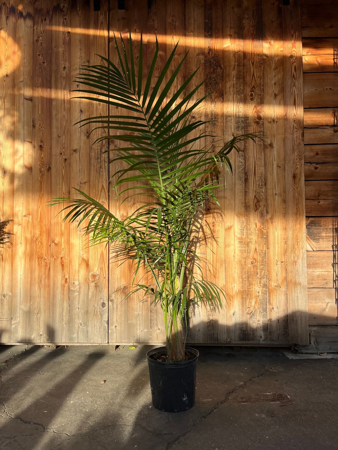 Chamaedorea cataractarum &#39;Cat Palm&#39; - 10in