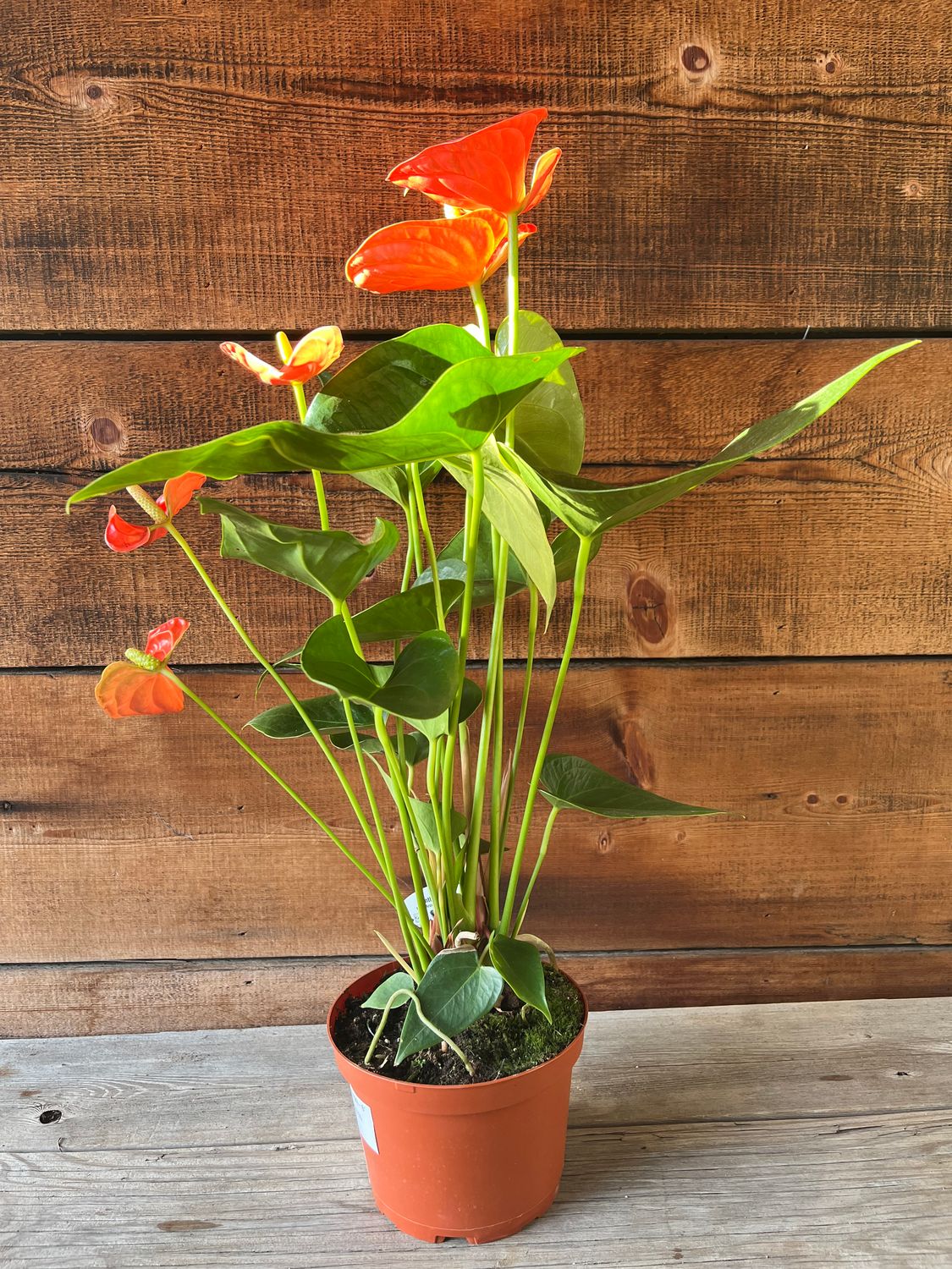 Anthurium &#39;Nebraska&#39; (orange) - 6&quot;