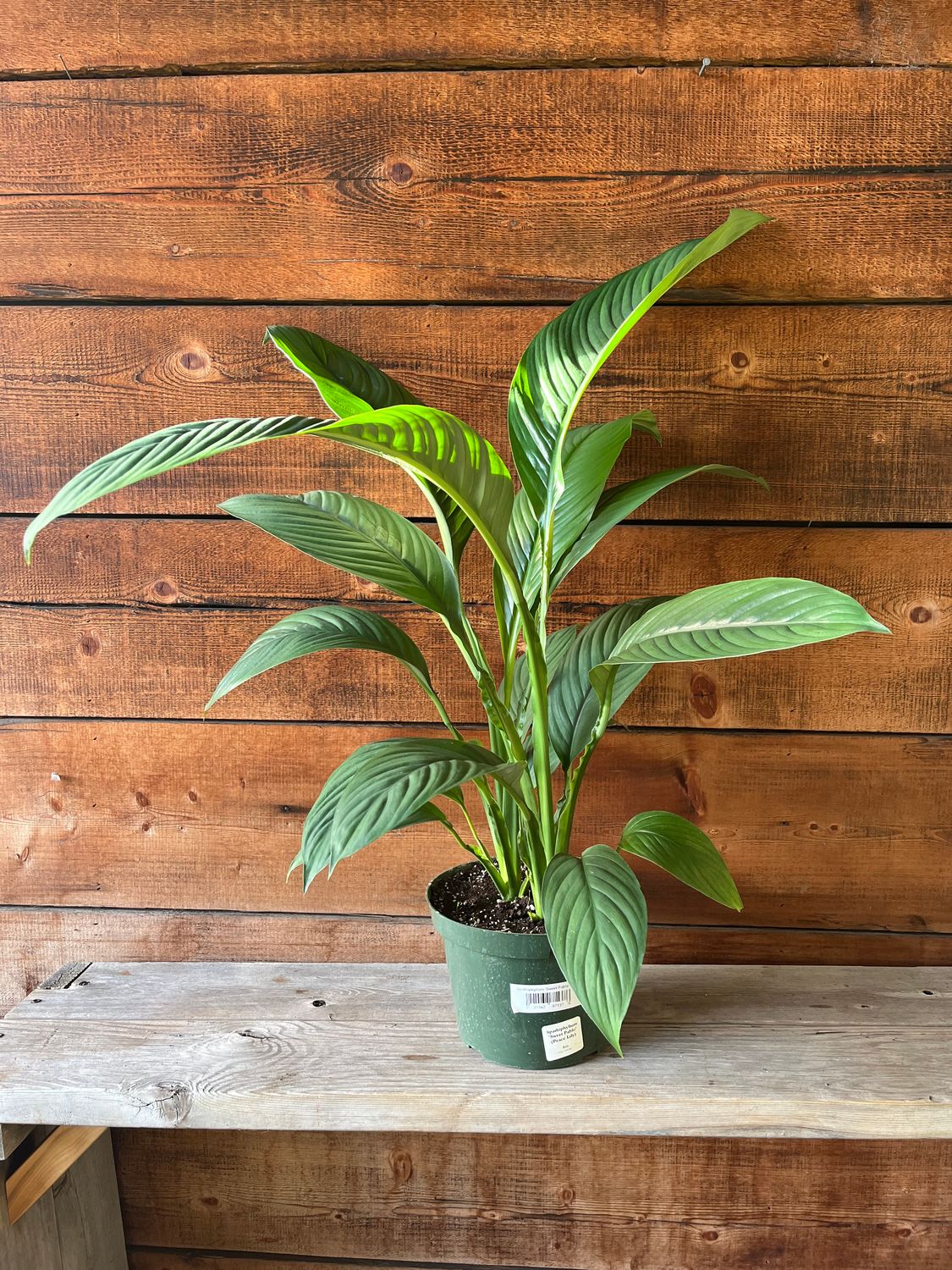Spathiphyllum &#39;Sweet Pablo&#39; (Peace Lily) - 8&quot;