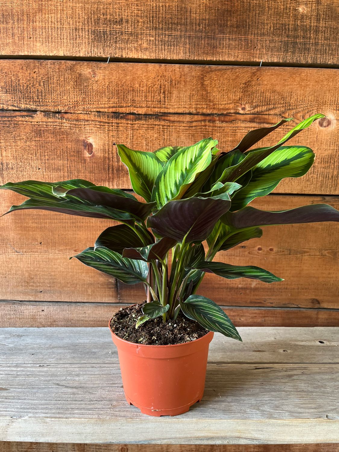 Calathea &#39;Beauty Star&#39; - 6&quot;