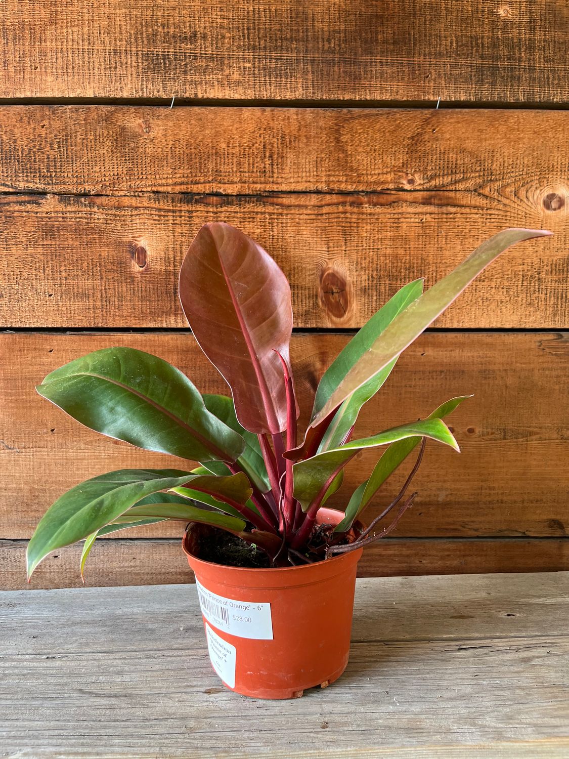 Philodendron &#39;Prince of Orange&#39; - 6&quot;