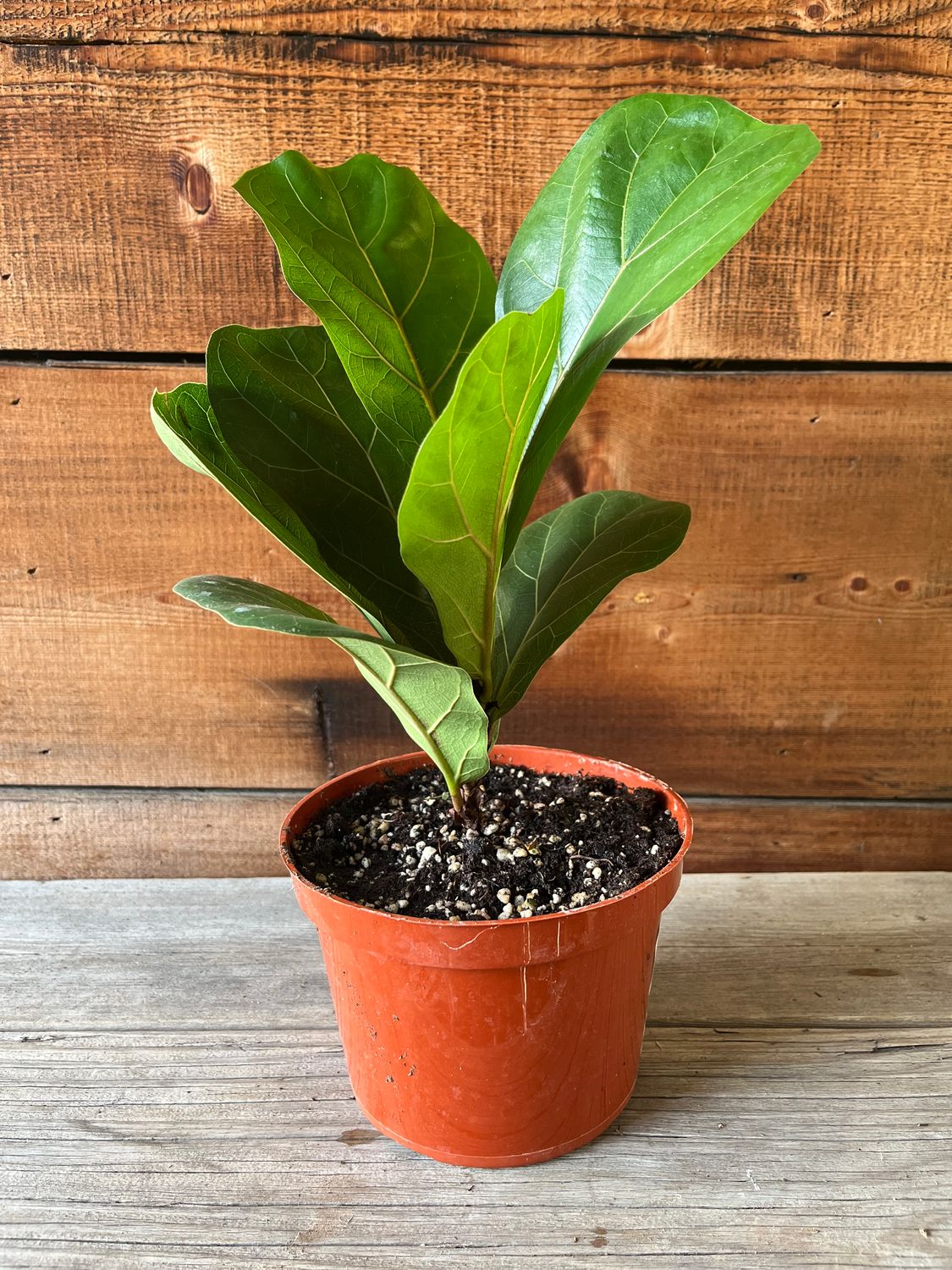 Ficus lyrata &#39;Bambino&#39; (Dwarf Fiddle Leaf Fig) - 6&quot;