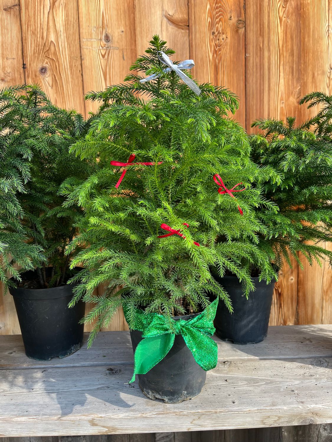 Araucaria heterophylla (Norfolk Island Pine) - 6in