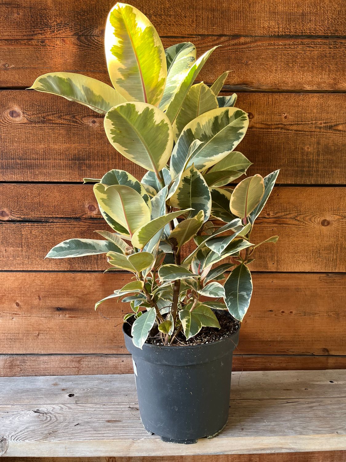 Ficus elastica &#39;Tineke&#39;  - 10&quot;