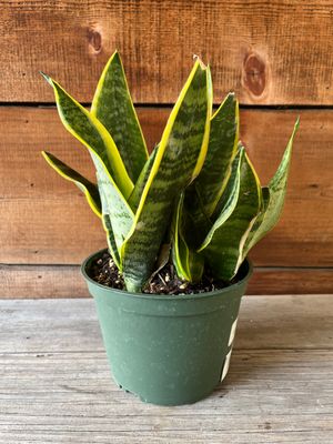 Sansevieria 'Futura Superba' (Snake Plant) - 6"