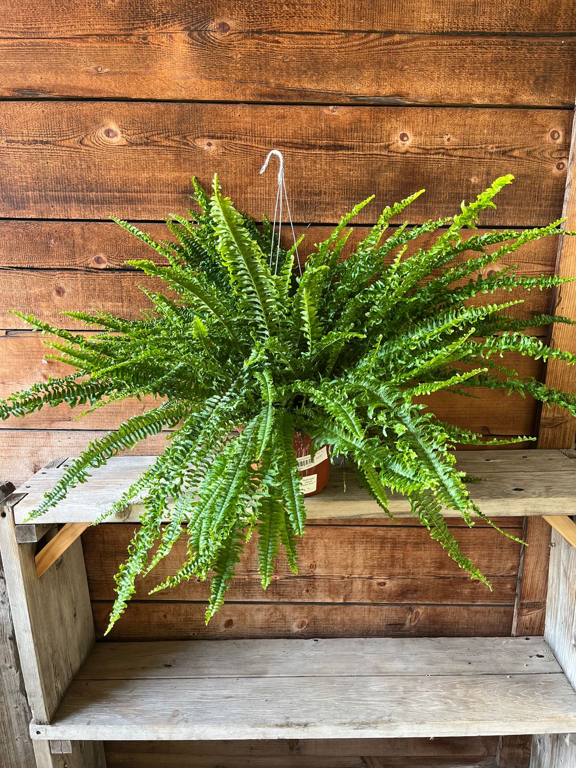 Nephrolepis exaltata (Ariane Fern) - 8&quot;