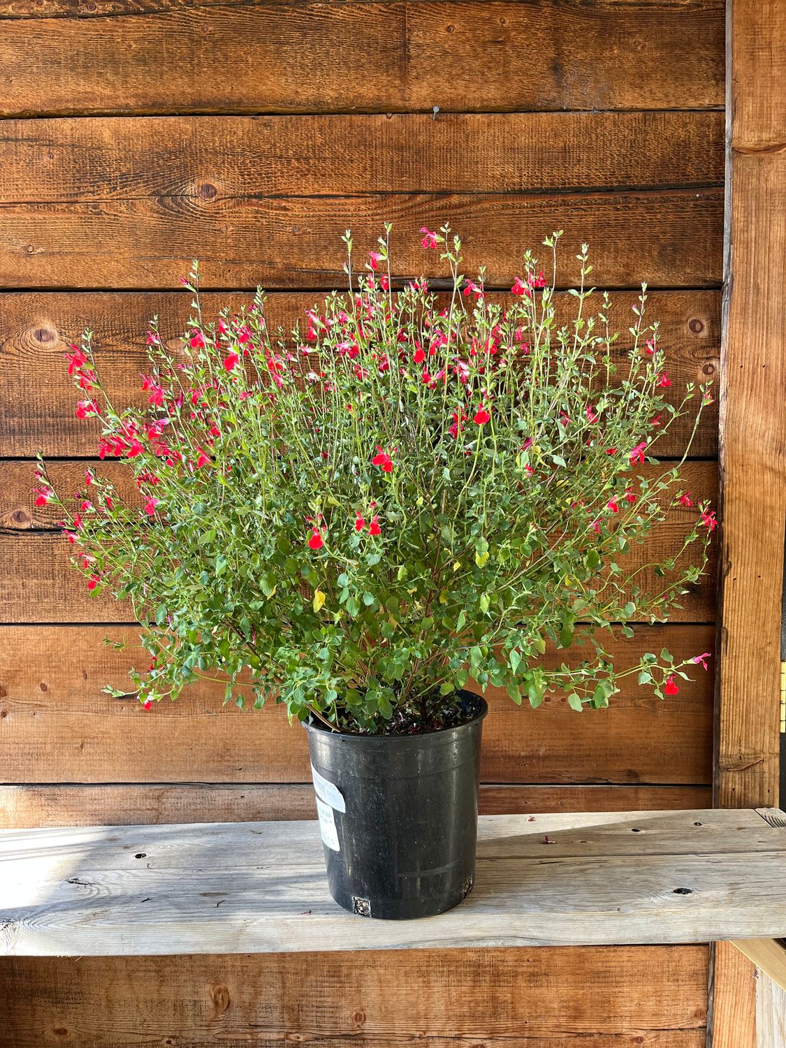 Salvia greggii &#39;Hot Lips&#39; - 2 gal
