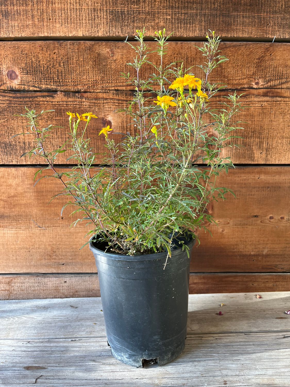 Tagetes Lemmonii &#39;Compacta&#39; - 1g (Mexican Bush Marigold)