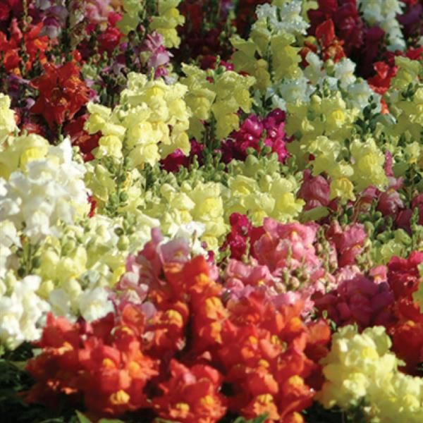 Snapdragon &#39;Snapshot Mix&#39; - 4&quot;