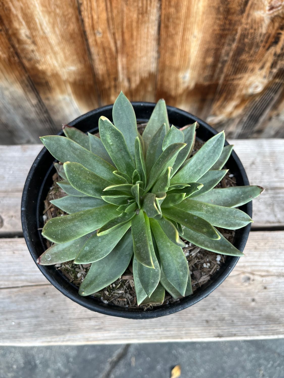 Dudleya farinosa - 1gal