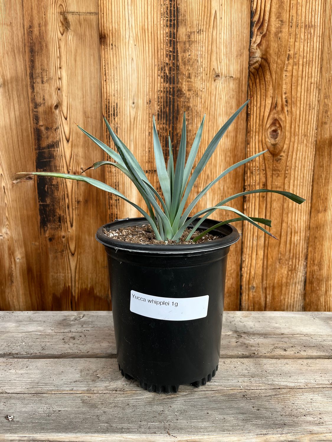 Yucca whipplei - 1g