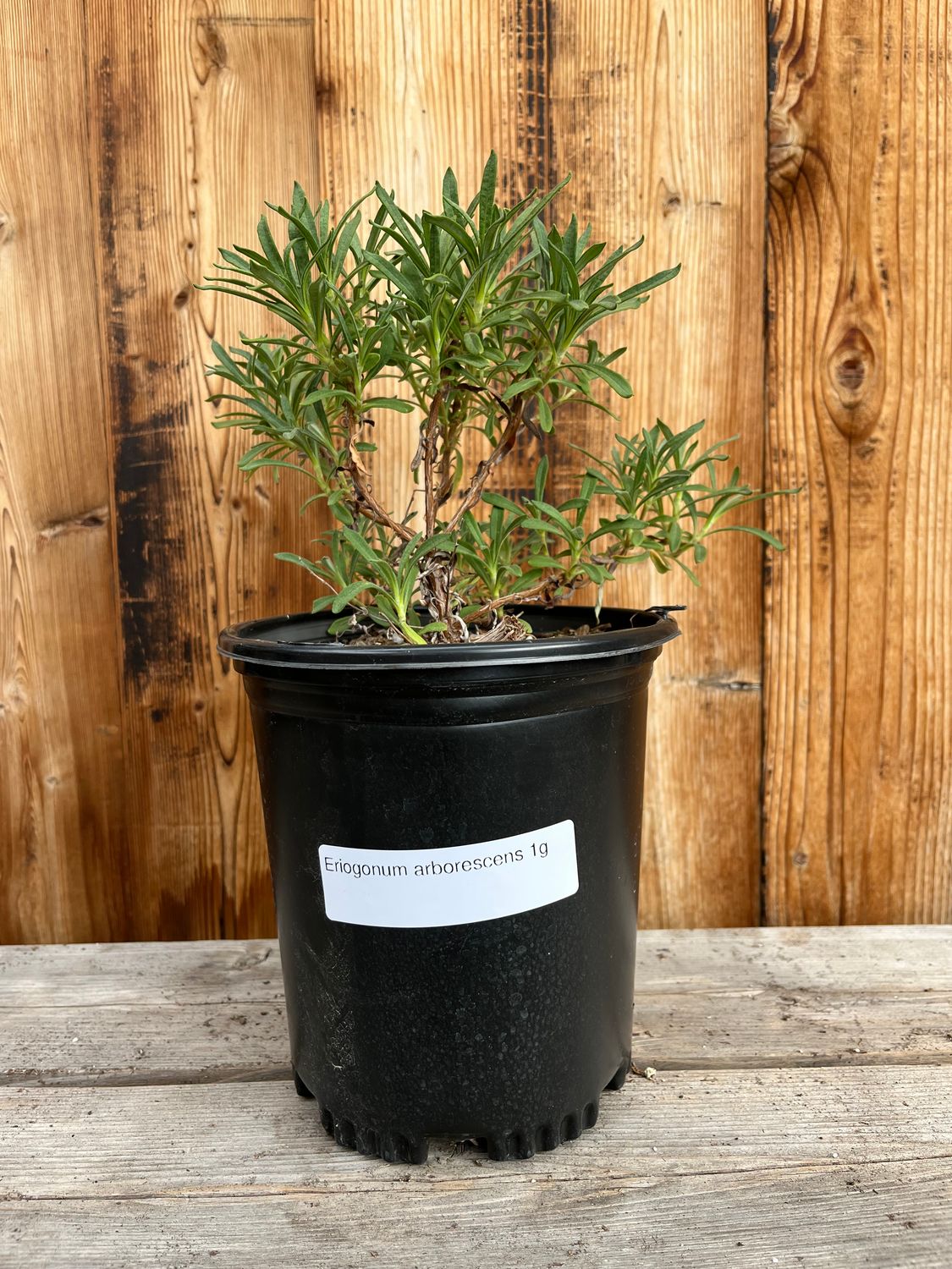 Eriogonum arborescens - 1gal (Santa Cruz Island Buckwheat)