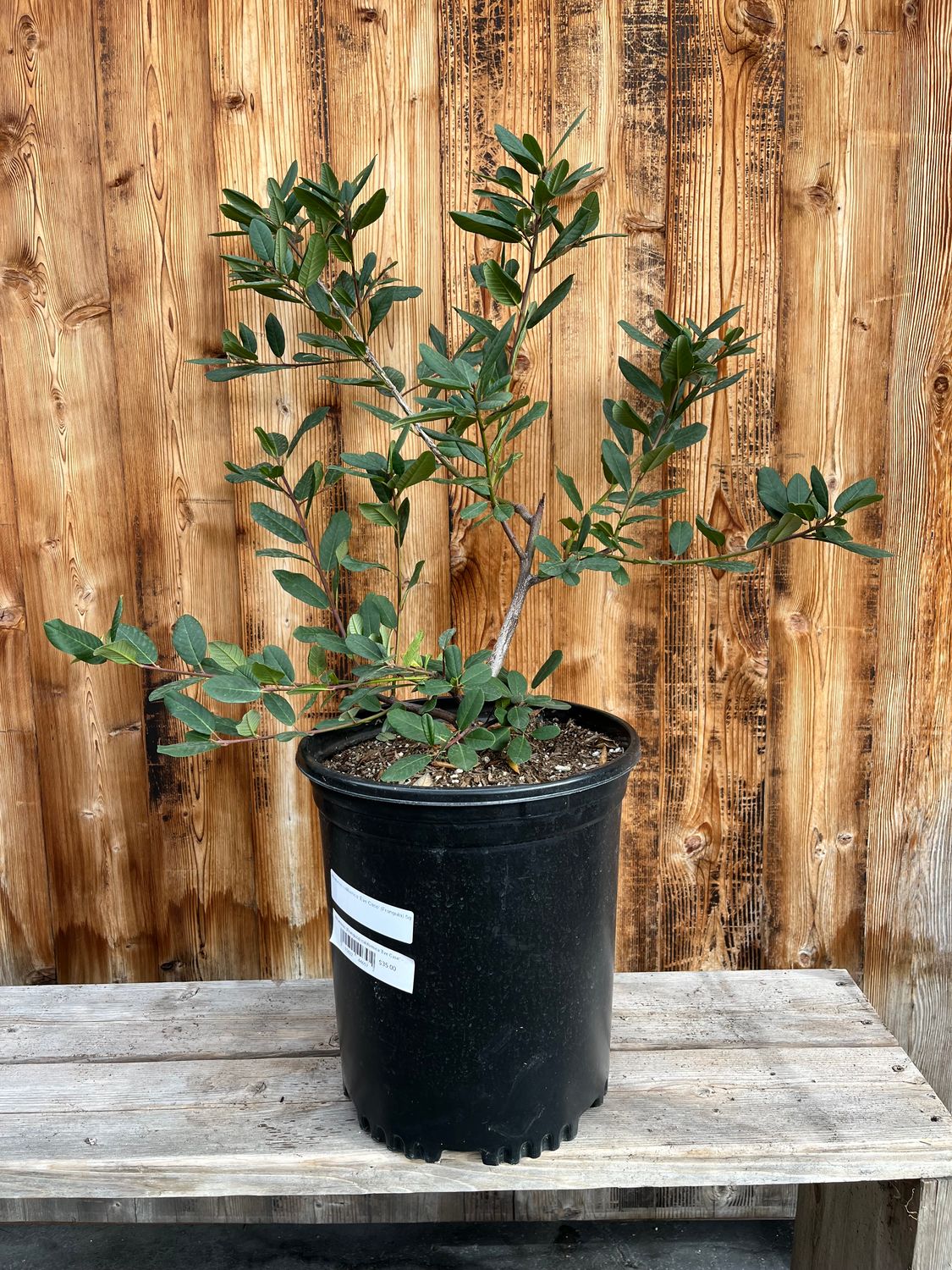 Rhamnus (Frangula) californica &#39;Eve Case&#39; - 5gal (Coffeeberry)