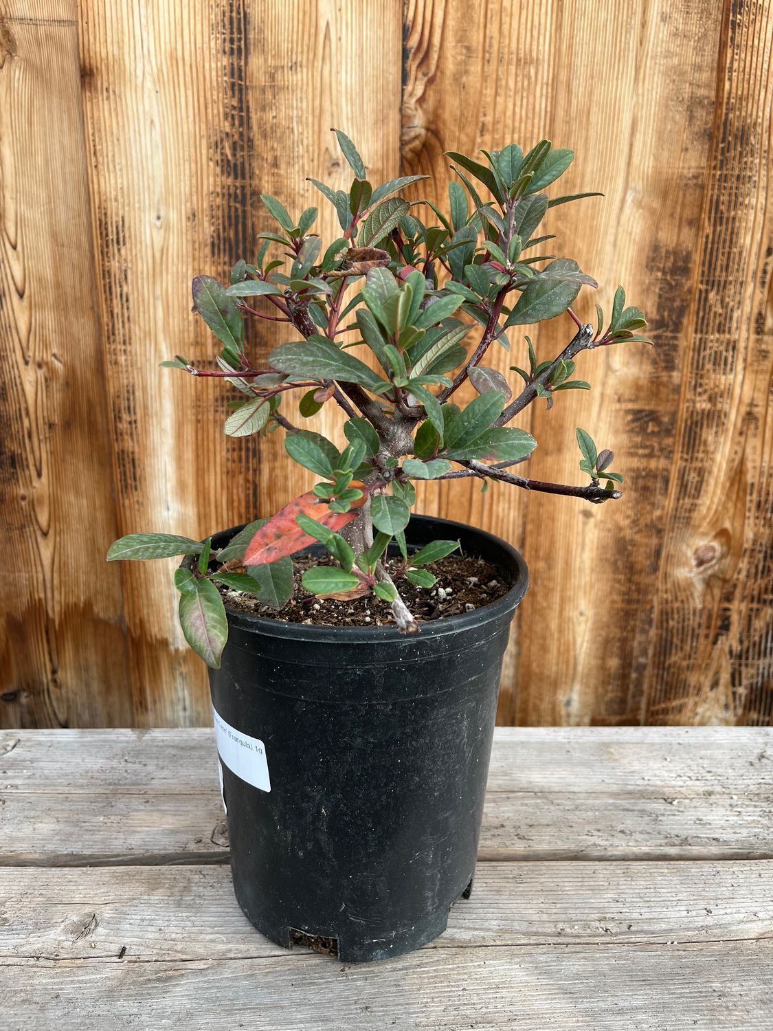 Rhamnus (Frangula) californica &#39;Eve Case&#39; (Coffee Berry) - 1g
