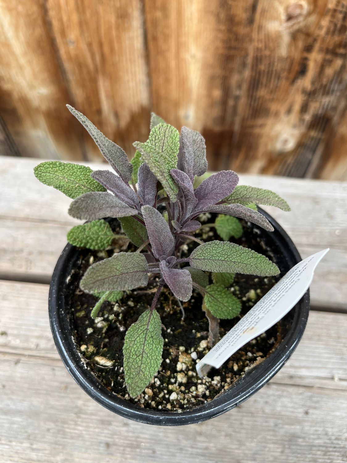 Sage &#39;Purpurascens&#39; - 4&quot;