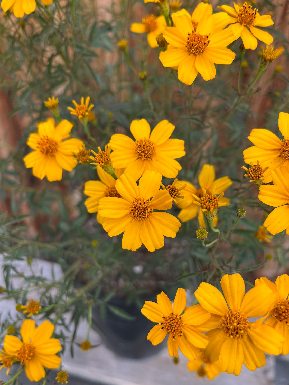 Tagetes lemmonii &#39;Compacta&#39; - 5gal (Mexican Bush Marigold)