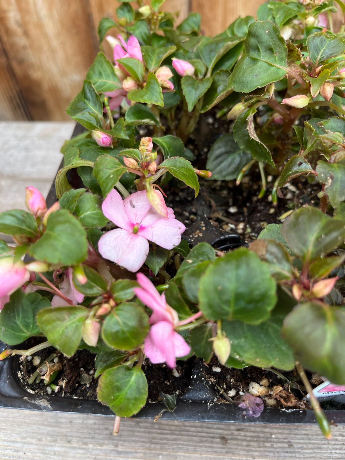 Impatiens &#39;Imara XDR Pink&#39; - 6pk
