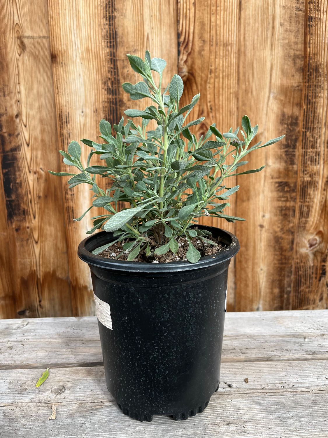 Salvia &#39;Celestial Blue&#39; - 1gal