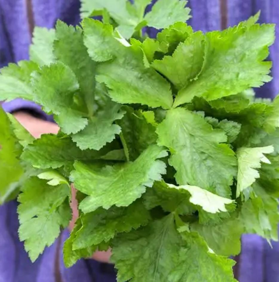 Mitsuba (Japanese Parsley) -4&quot;