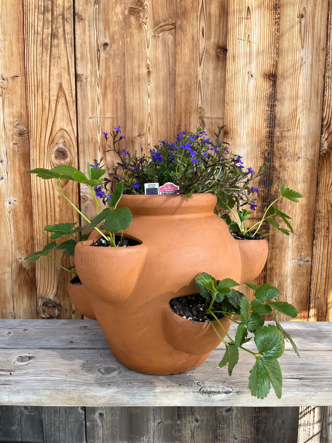 Planted Strawberry Pot - Terra Cotta