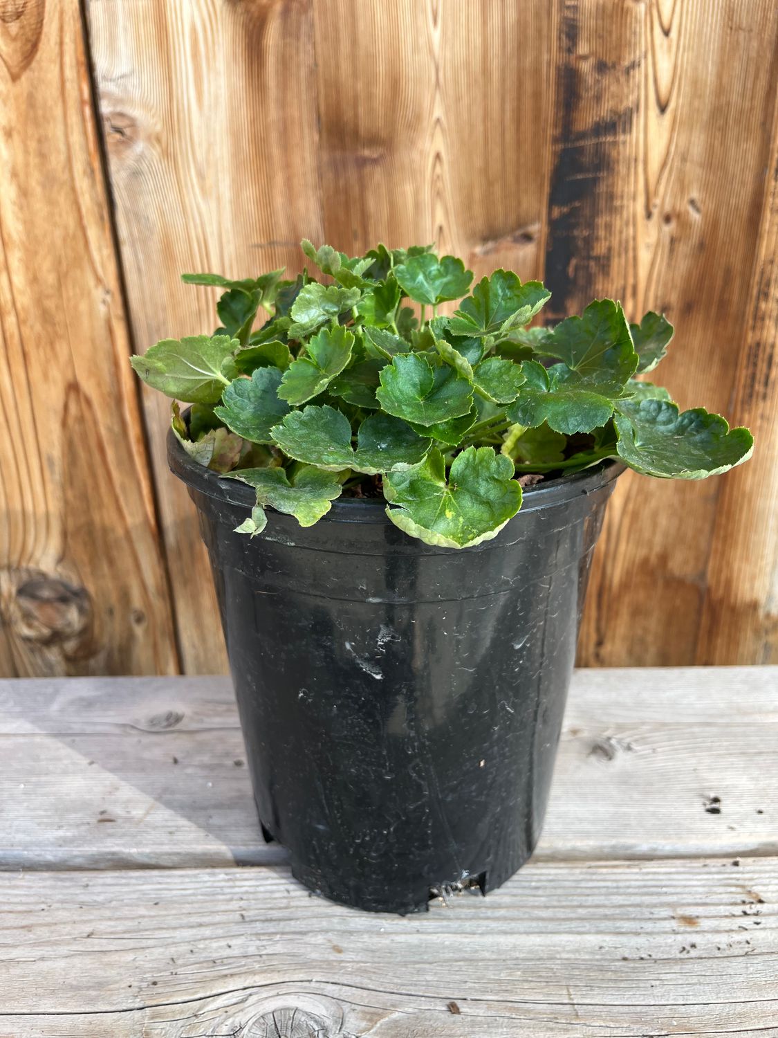 Heuchera &#39;Santa Ana Cardinal&#39; - 1 gal