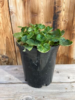 Heuchera 'Santa Ana Cardinal' - 1 gal