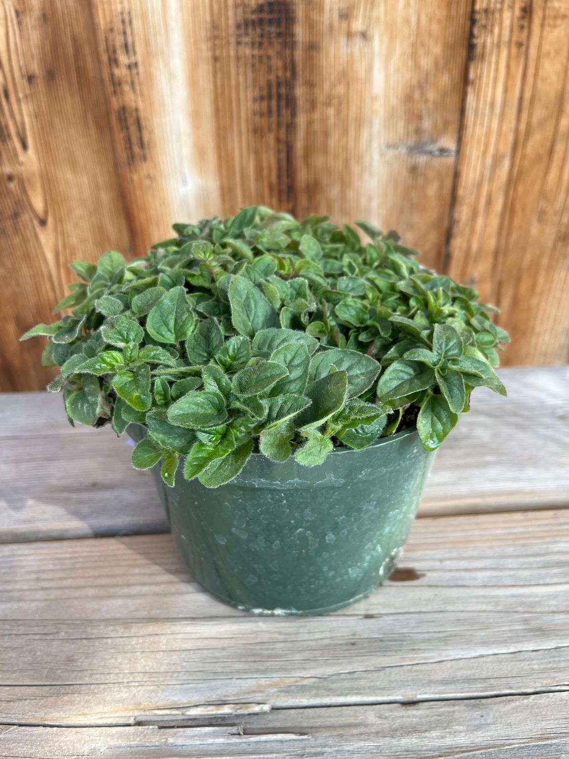 Oregano &#39;Italian&#39; - 6&quot;
