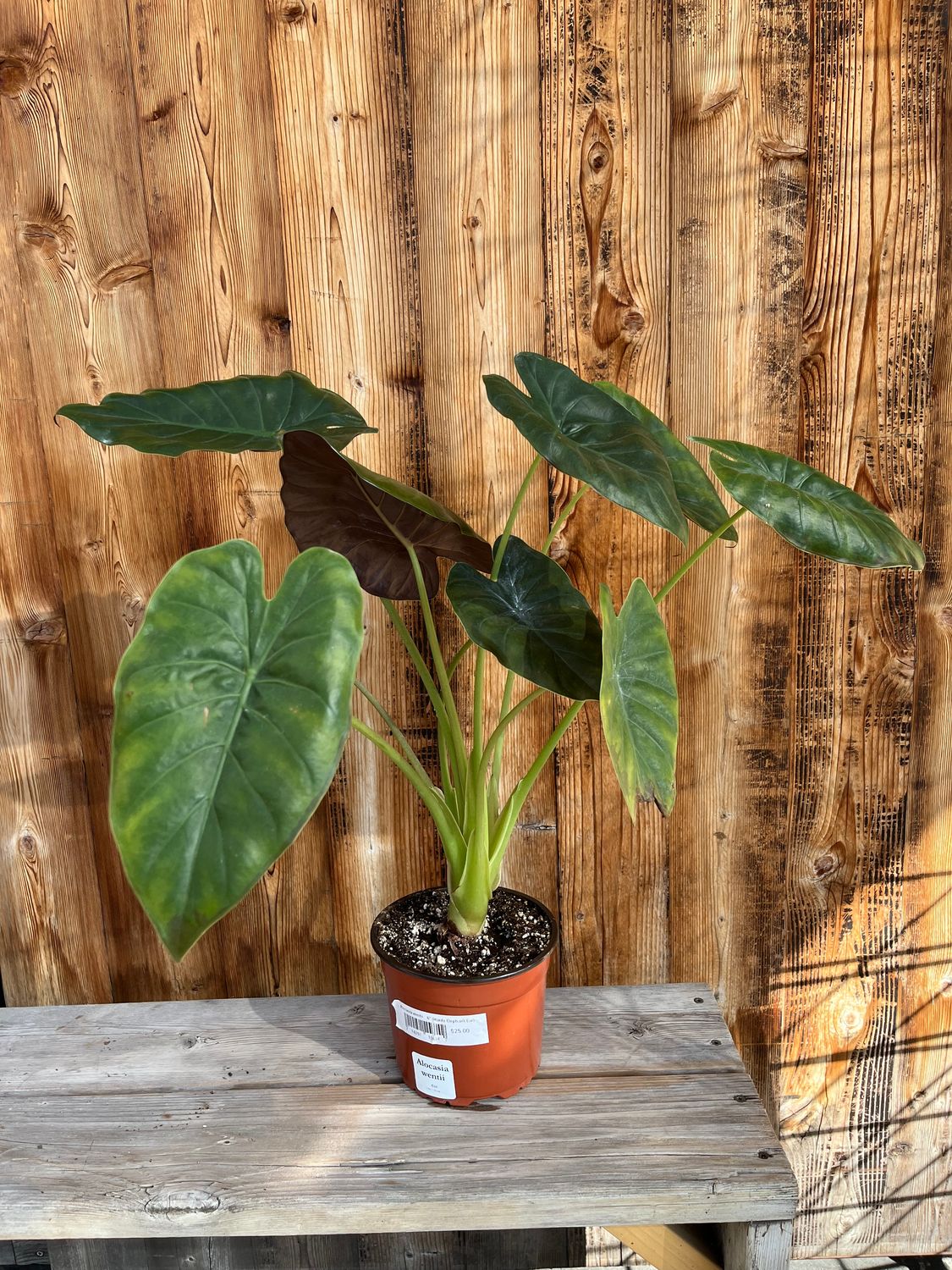 Alocasia wentii - 6&quot; (Hardy Elephant Ear)