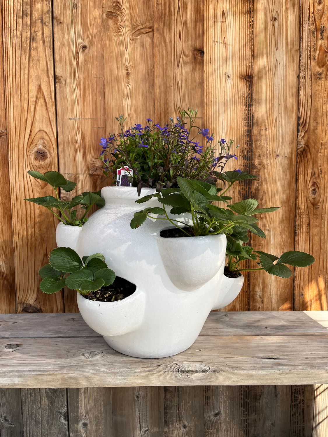 Planted Strawberry Pot - Matte White