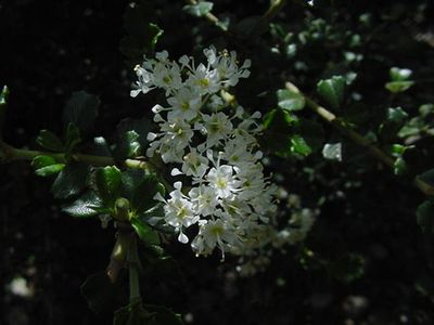 Ceanothus rigidus &#39;Snowball&#39; - 1 gal