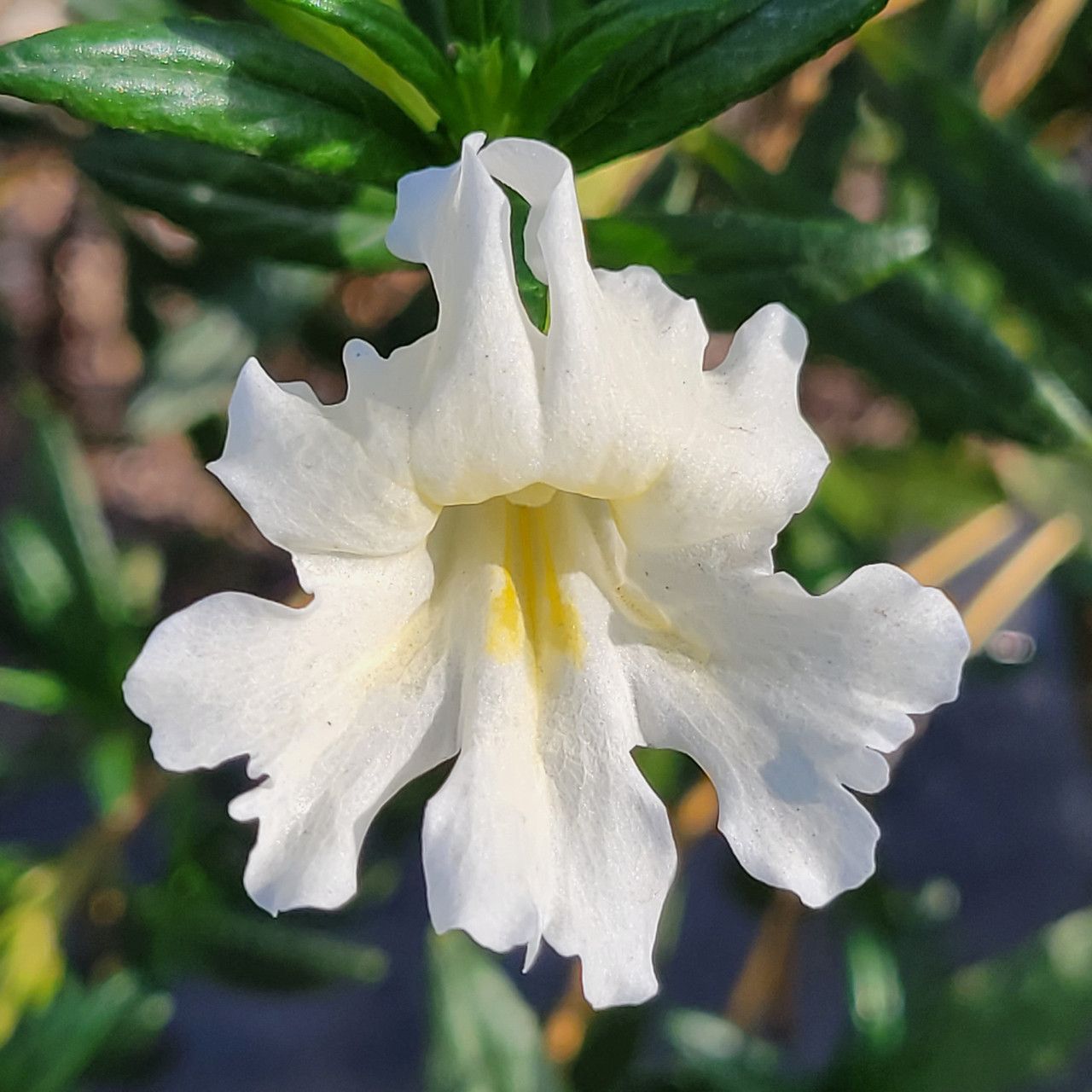 Mimulus bifidus &#39;White&#39; - 1g