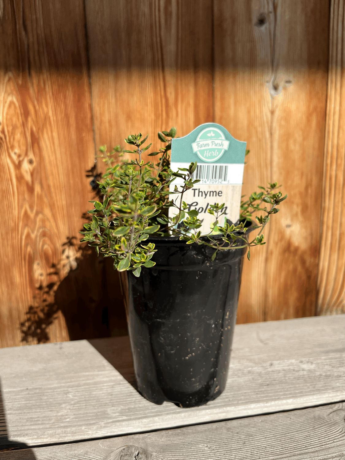 Thyme &#39;Golden&#39; - 4&quot;