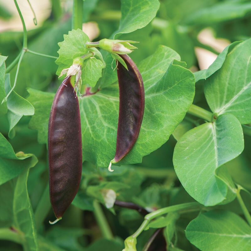 Pea &#39;Royal Snow&#39; - 6pk