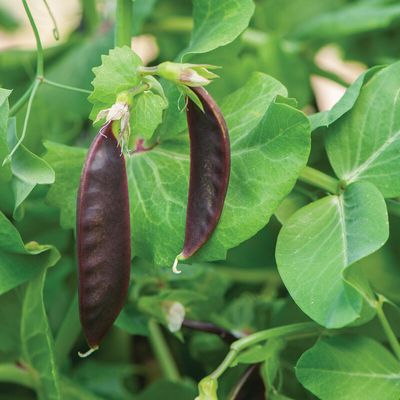 Pea &#39;Royal Snow&#39; - 6pk