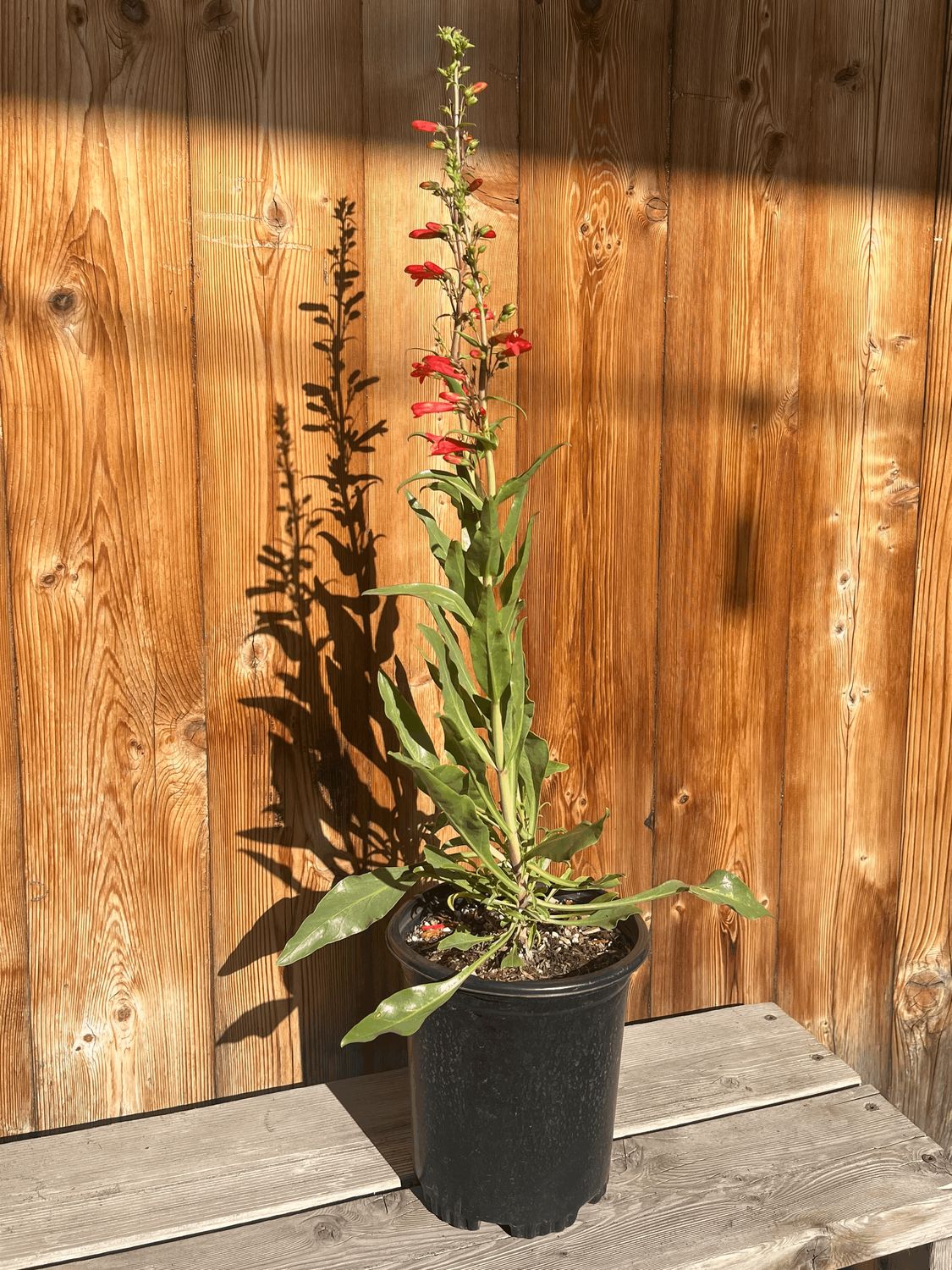 Penstemon eatonii - 1 gal (Firecracker Penstemon)